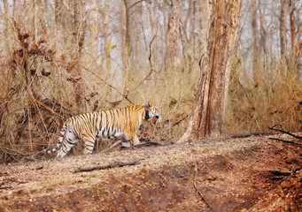 Collarwali tigress, Pench National Park