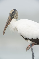An ugly Wood Stork stands on one leg in front of a smooth white background on a foggy morning.