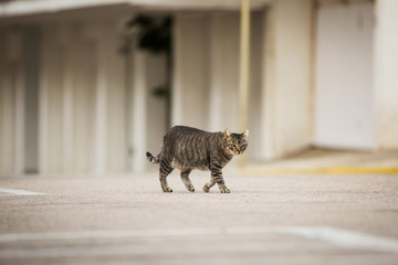Abandoned cat