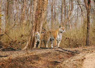Fototapeta premium Collarwali tigress with her cub, Pench National Park