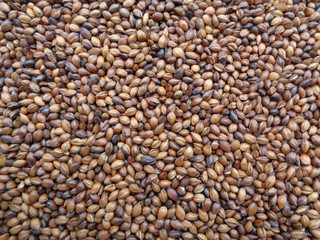 Brown Color Roasted Barley, Close-up for Background, Texture 