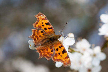 C-Falter auf blühenden Obstbaum im Frühling