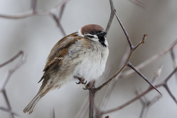Eurasian tree sparrow on thorn