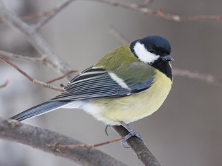Big tit sitting on branch