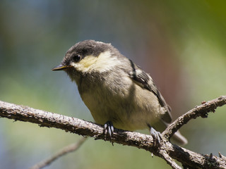 Young coal tit