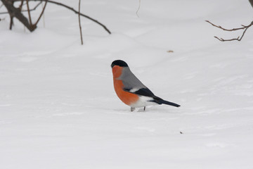Bullfinch on snow
