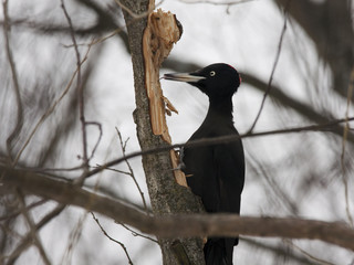 Black woodpecker licking tree