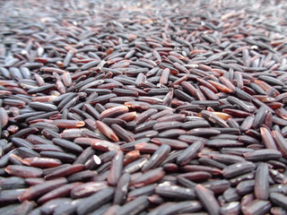 Close-up of Uncooked Dark Violet Color Rice-berry Rice, Background, Texture 