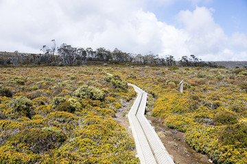 Boardwalk, Mount Field National Park, Tasmania,Australia