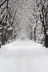 people walking in a park alley in winter