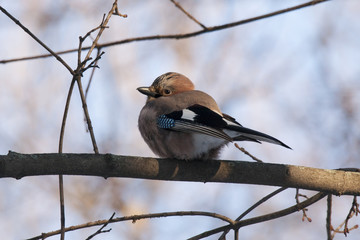 Eurasian jay sitting on branch