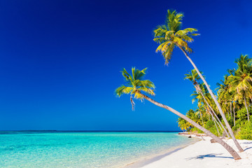 Tropical island with coconut palm trees on sandy beach. Maldives