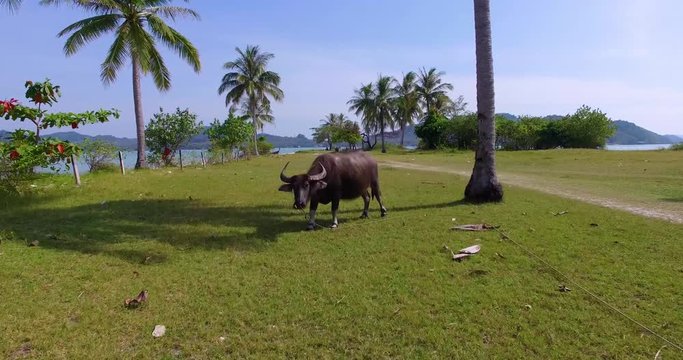 Aerial: Bull grazing on the field on the island near the beach.