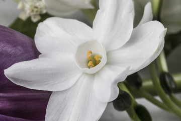 Closeup on white fragile narcissus with flowers and greenery on background