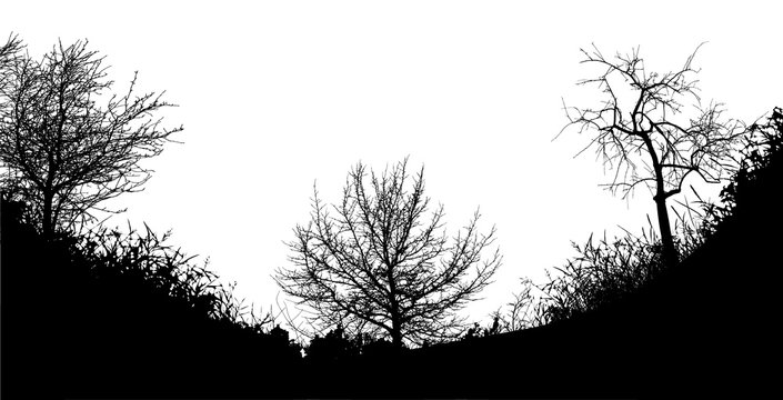 Realistic trees silhouette.A ravine with trees and grass(Vector illustration).
