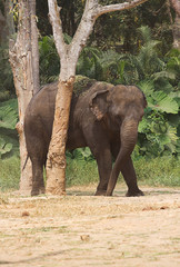 photograph of an Asian elephant rubbing against a tree