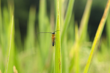 rice pests