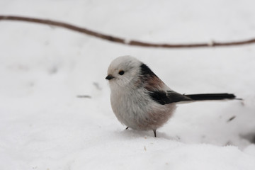 Long-tailed tit on snow
