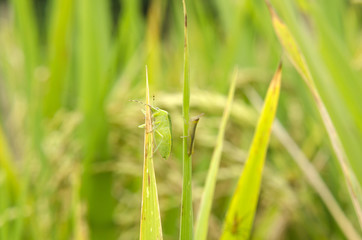 rice pests