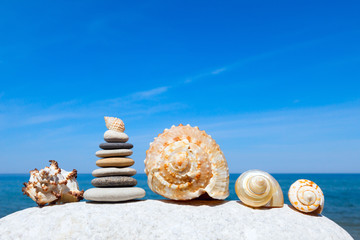 Exotic shells on the sea and blue sky background. Space for text
