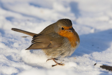 European robin on snow