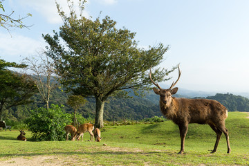 Deer in mountain