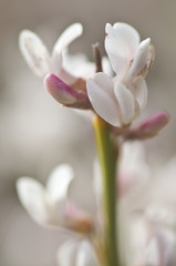 Fototapeta premium flower exposition. canary island