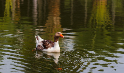 Swan white brown  slowly floating on the canal.