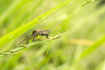 insect
