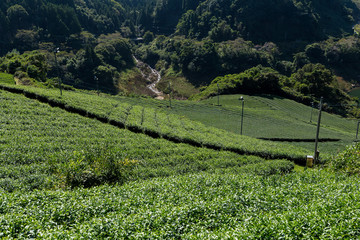 Green fresh Tea field