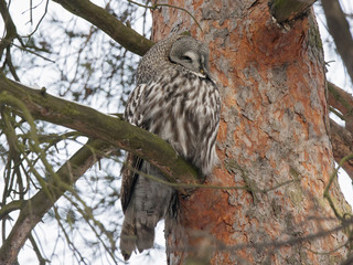 Great grey owl sitting on branch of pine tree