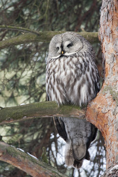 Great grey owl sitting on branch of pine tree