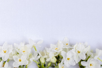 White narcissus in line at the bottom on white textured background