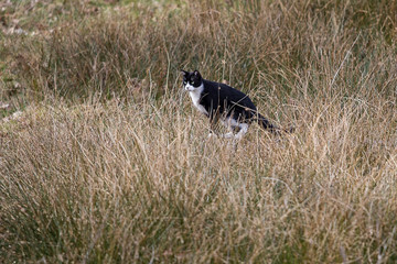 photo of an alert black cat sitting on a log