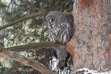 Great grey owl sitting on branch of pine tree
