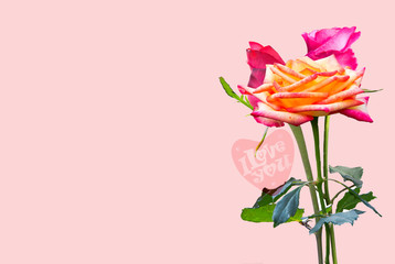 Beautiful rose flower isolated on pink background,Valentine love