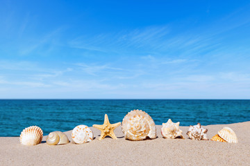 Fototapeta na wymiar exotic seashells and starfish lie nicely in the sand on the sea and blue sky background