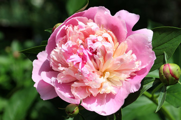 Fototapeta premium Romantic pink peony in the spring garden. 