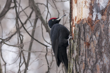 Black woodpecker on pine tree