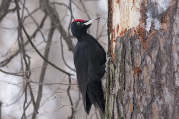 Black woodpecker on pine tree