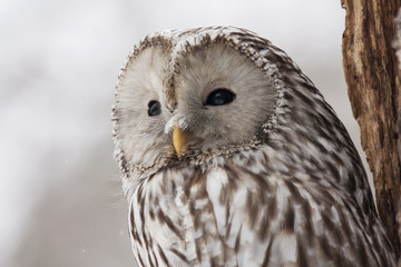 Ural owl with snow on face portrait