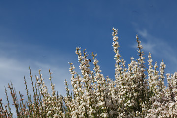 Flower exposition. Canary Island