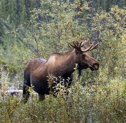 BULL MOOSE