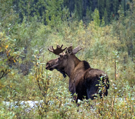 BULL MOOSE