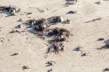 Obraz premium Algues et coquillages sur la plage de sable blanc