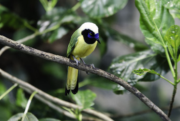 one lovely and noisy exotic bird