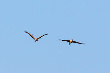 Two crane flying the sky