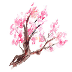 Big branch of blooming tree with pink flowers painted in watercolor on clean white background