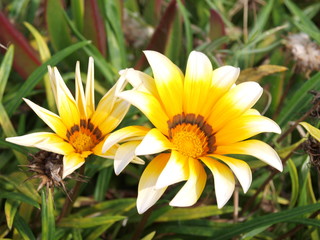 Quand mon cœur se reflète sur mes feuilles!