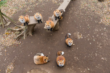 Many Fox village